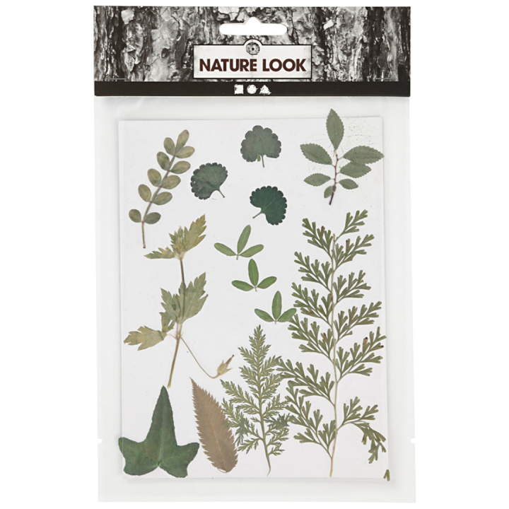 Kuivatut kukat ja lehdet Vihreä ryhmässä Askartelu ja Harrastus / Tekniikat / Scrapbooking @ Pen Store (130766)