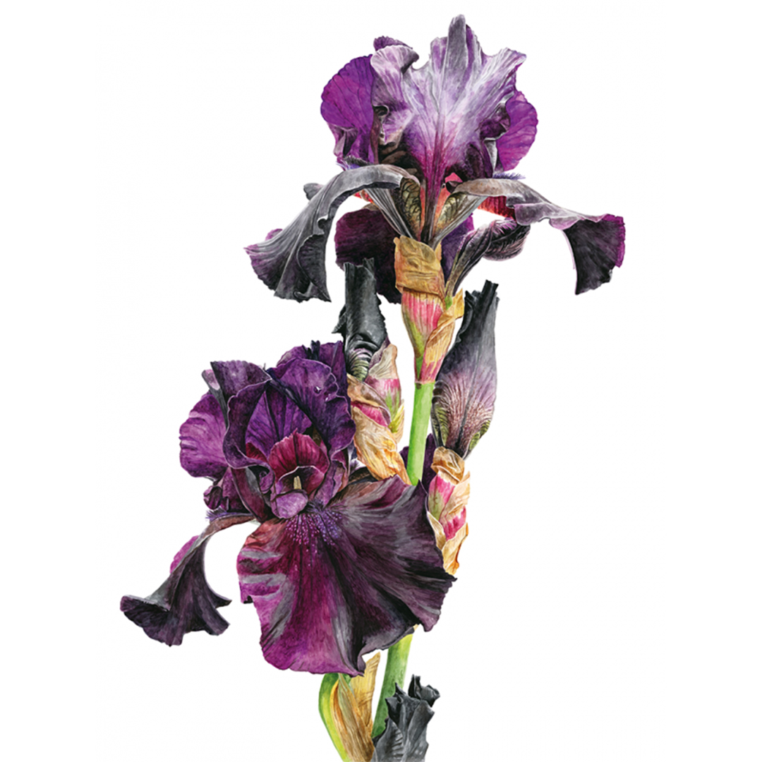 Anna Mason's Watercolour World