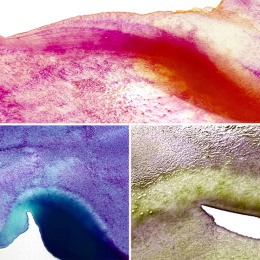Gansai Tambi Akvarelli 5-setti Granulating Colors 2 ryhmässä Taiteilijatarvikkeet / Taiteilijavärit / Akvarellivärit / Vesiväri napissa @ Pen Store (135537)