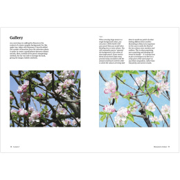 How to Draw a Tree: from the Fruit to the Forest ryhmässä Askartelu ja Harrastus / Kirjat / Ohjekirjat @ Pen Store (136291)