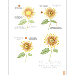 Paint 50: Watercolour Flowers ryhmässä Askartelu ja Harrastus / Kirjat / Ohjekirjat @ Pen Store (136318)