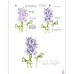 Paint 50: Watercolour Flowers ryhmässä Askartelu ja Harrastus / Kirjat / Ohjekirjat @ Pen Store (136318)