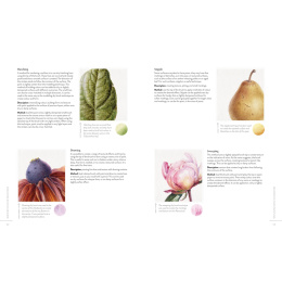 Sketching Nature ryhmässä Askartelu ja Harrastus / Kirjat / Ohjekirjat @ Pen Store (137184)