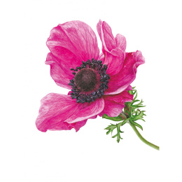 Anna Mason's Watercolour World ryhmässä Askartelu ja Harrastus / Kirjat / Inspiraatiokirjat @ Pen Store (137202)