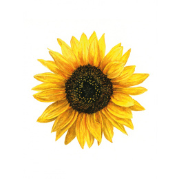 Anna Mason's Watercolour World ryhmässä Askartelu ja Harrastus / Kirjat / Inspiraatiokirjat @ Pen Store (137202)