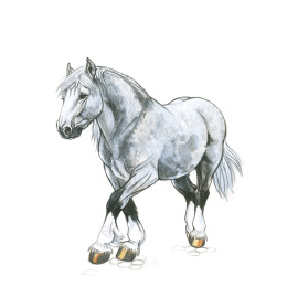 Draw 30: Animals ryhmässä Askartelu ja Harrastus / Kirjat / Ohjekirjat @ Pen Store (137210)