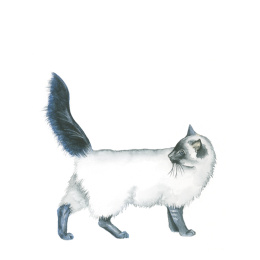 Draw 30: Animals ryhmässä Askartelu ja Harrastus / Kirjat / Ohjekirjat @ Pen Store (137210)