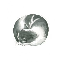 Draw 30: Cats ryhmässä Askartelu ja Harrastus / Kirjat / Ohjekirjat @ Pen Store (137211)