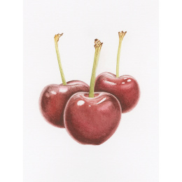 Draw in 10 Minutes: Botanicals ryhmässä Askartelu ja Harrastus / Kirjat / Ohjekirjat @ Pen Store (137219)