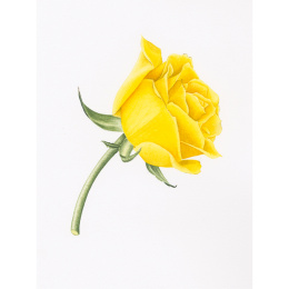 Draw in 10 Minutes: Botanicals ryhmässä Askartelu ja Harrastus / Kirjat / Ohjekirjat @ Pen Store (137219)