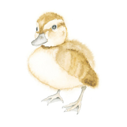How to Draw: Baby Animals ryhmässä Askartelu ja Harrastus / Kirjat / Ohjekirjat @ Pen Store (137223)