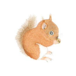 How to Draw: Baby Animals ryhmässä Askartelu ja Harrastus / Kirjat / Ohjekirjat @ Pen Store (137223)