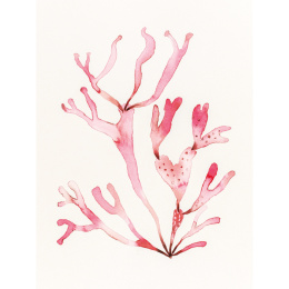 The Colour Mixing Guide: Watercolour Seashore ryhmässä Askartelu ja Harrastus / Kirjat / Inspiraatiokirjat @ Pen Store (137235)