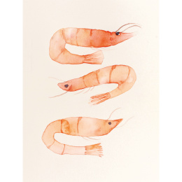 The Colour Mixing Guide: Watercolour Seashore ryhmässä Askartelu ja Harrastus / Kirjat / Inspiraatiokirjat @ Pen Store (137235)