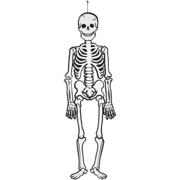 Pimeässä hohtava luuranko 120 cm ryhmässä Kids / Lomat ja vuodenajat lapsille / Lasten Halloween @ Pen Store (138370)